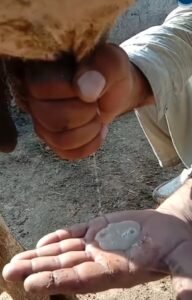 Coliform Mastitis
