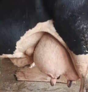 Contagious Mastitis