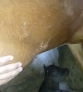 E.Coli Mastitis